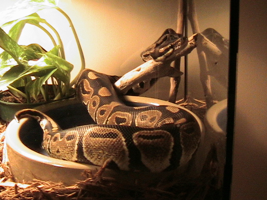 Diablo my ball python