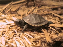 very small 3 toad box turtle