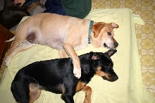 dog hug