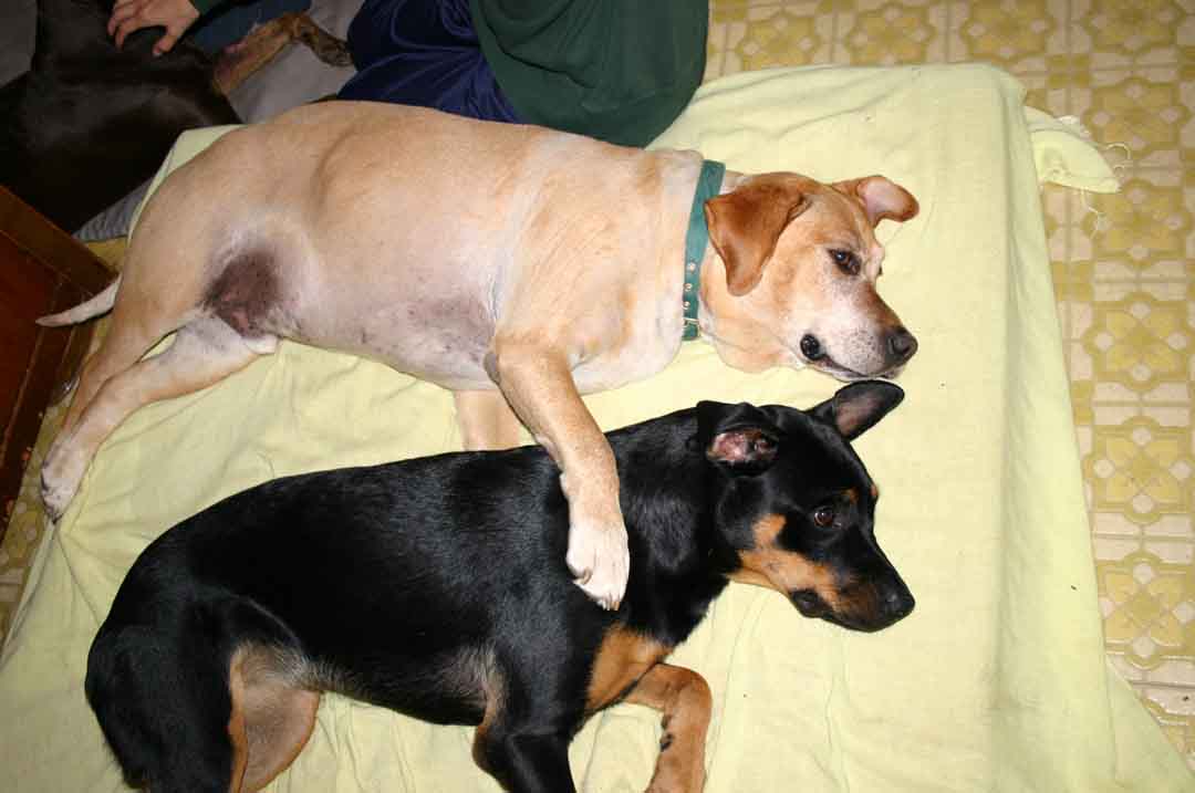 dog hug