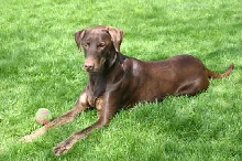 harley relaxing in the shade