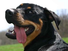 happy dog
