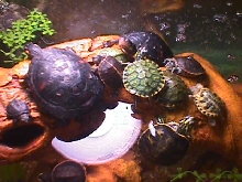 new tank