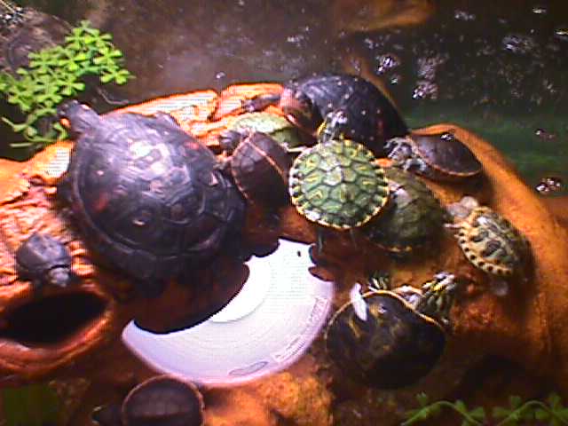 new tank