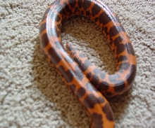 FLAME kenyan