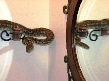 Maeryn M Coastal Carpet Python