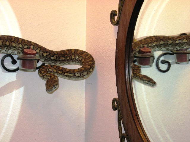 Maeryn M Coastal Carpet Python