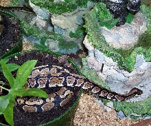 Zigster