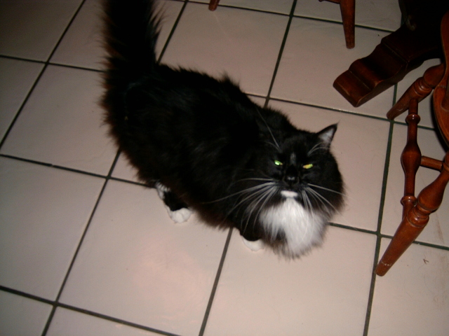 Po-kitty "Pokie"