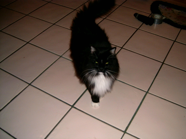 More Po-kitty