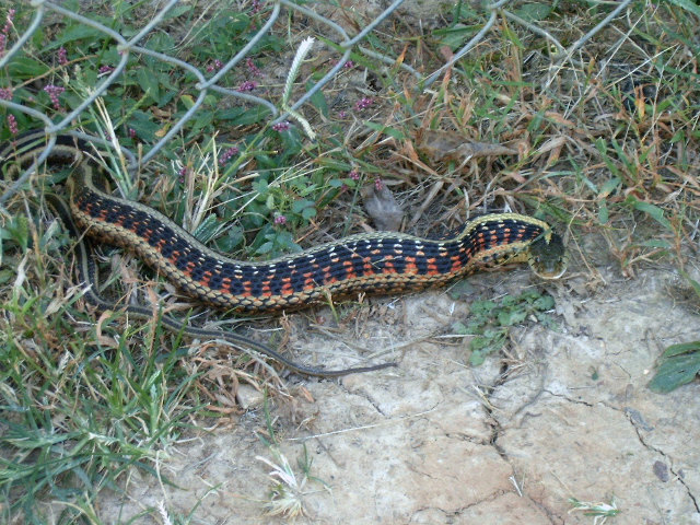 My Garden Buddy