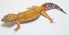 Cheeto