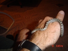 My Bairds male...Menace