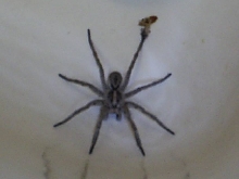 What kind of spider is this??