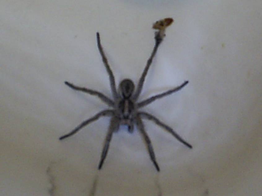 What kind of spider is this??