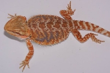 3 month red female