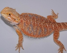 5 month old red