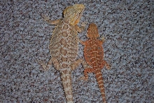 Female HYPO ORANGE MALE SUPER RED