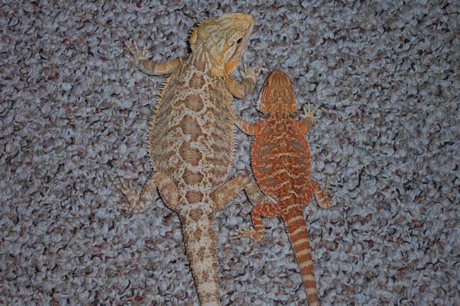 Female HYPO ORANGE MALE SUPER RED