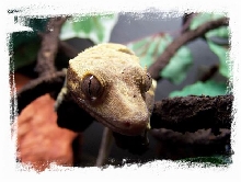 Crested Female