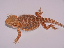 Female Allen Red