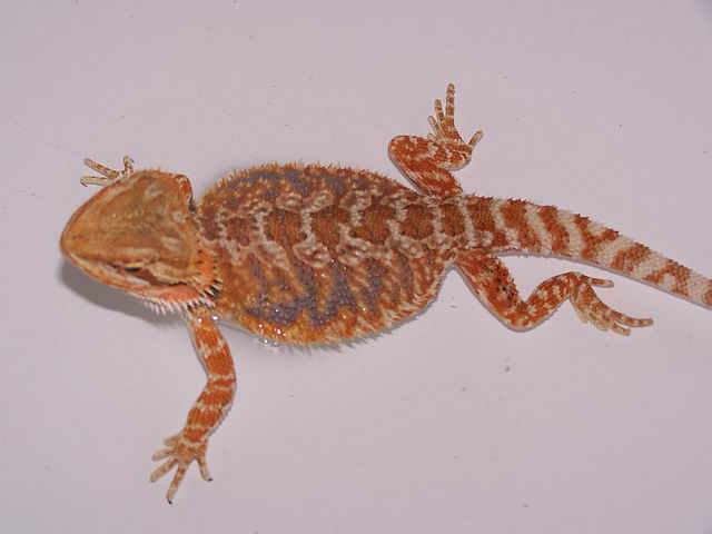 Female Allen Red