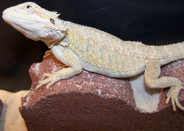 clear nailed hypopastel female