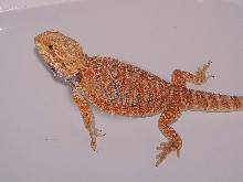 Male SatyrdayXDach