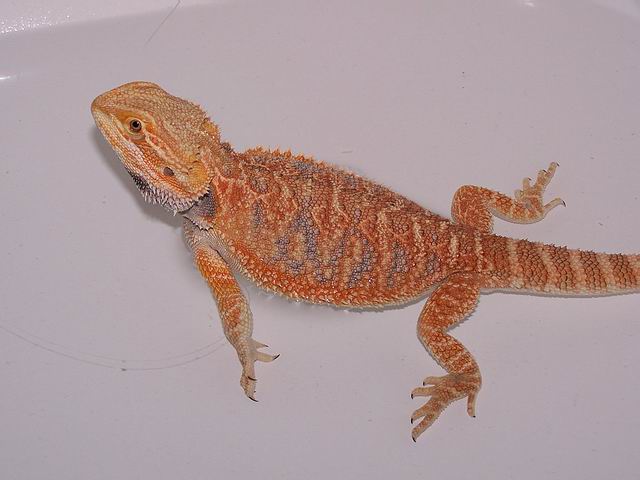 Male SatyrdayXDach