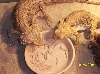 lenny & jewels eating