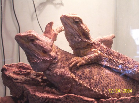 Lenny & Jewels relaxing
