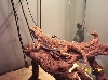 Jewels basking