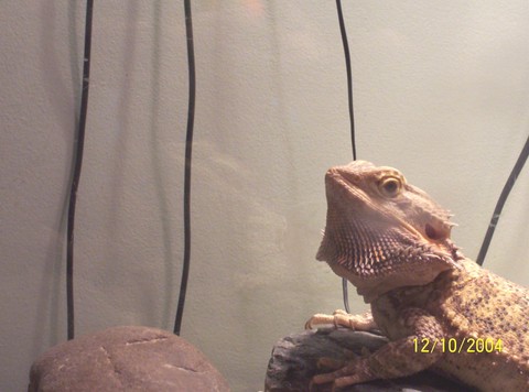 Lenny Stretching his beard