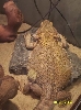 Lenny looking fat