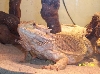 lenny relaxing