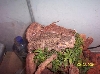 lenny on perch