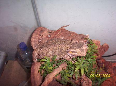 lenny on perch