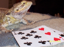 Lenny playing rummy