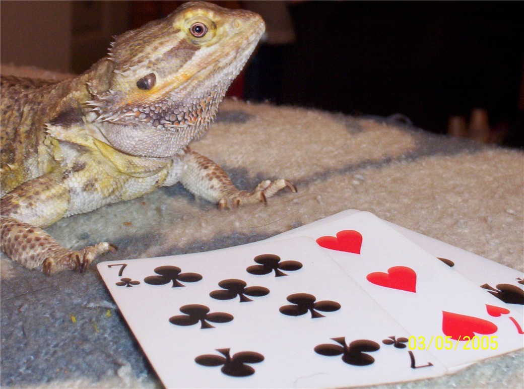 Lenny playing rummy