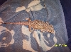 Lenny my Bearded Dragon