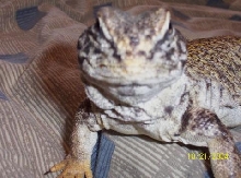 close up viev of milo