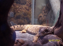 Milo taking a snooze