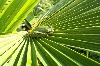 Green Tree Frog