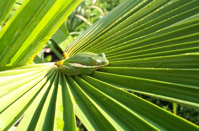 Green Tree Frog