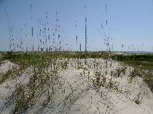 Dunes of Cumberland