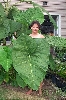 Giant Elephant Ear