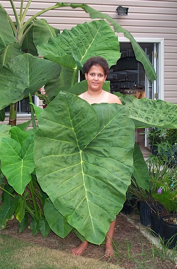 Giant Elephant Ear