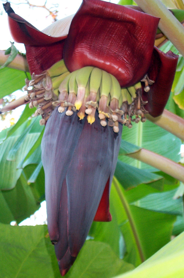 Banana Bloom