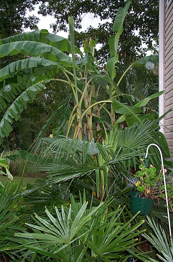 Bananas2