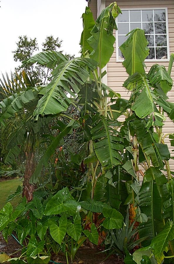 Bananas